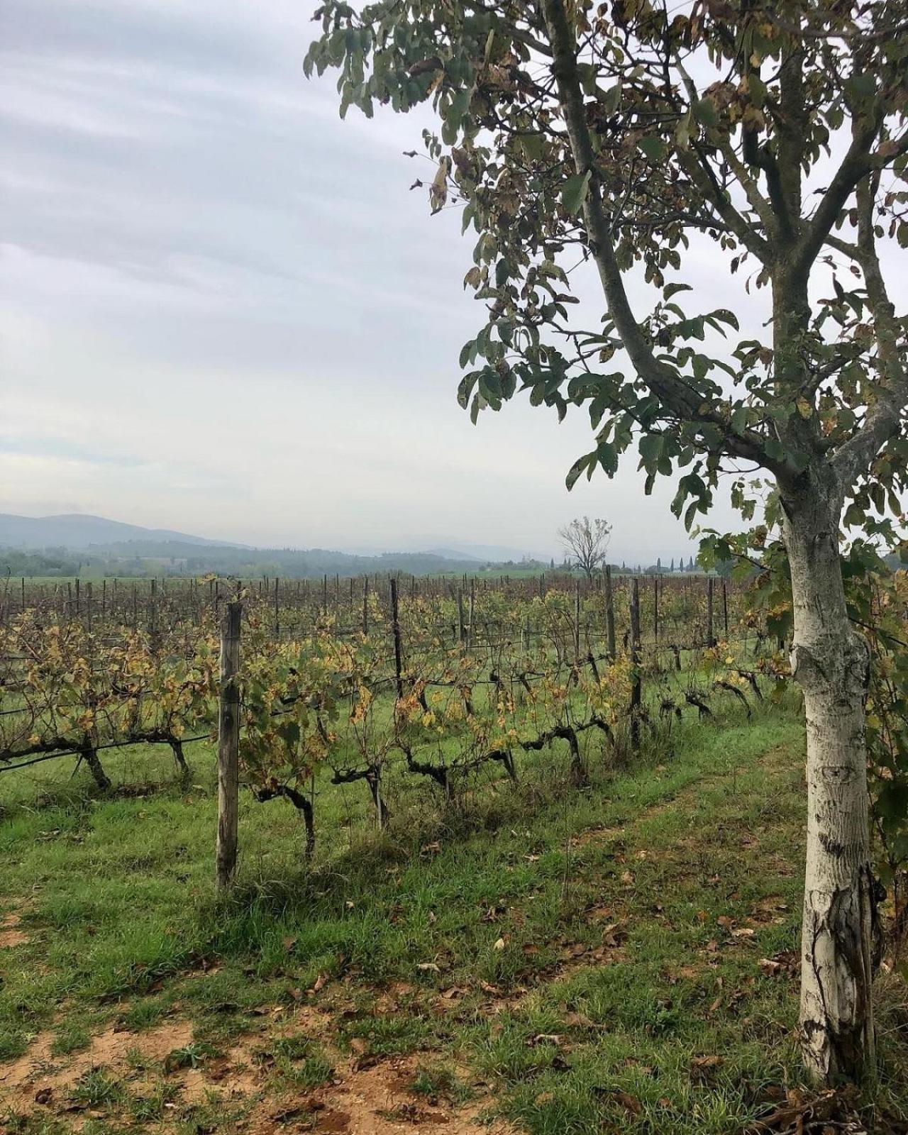 Agriturismo La Segolina Colle Val D'Elsa Ngoại thất bức ảnh