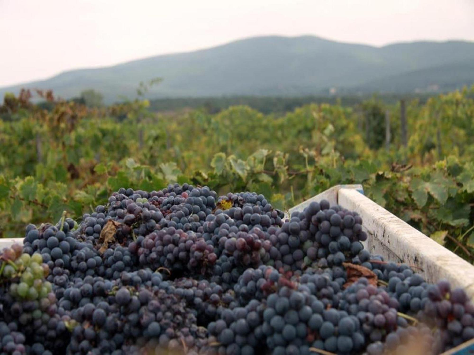 Agriturismo La Segolina Colle Val D'Elsa Ngoại thất bức ảnh