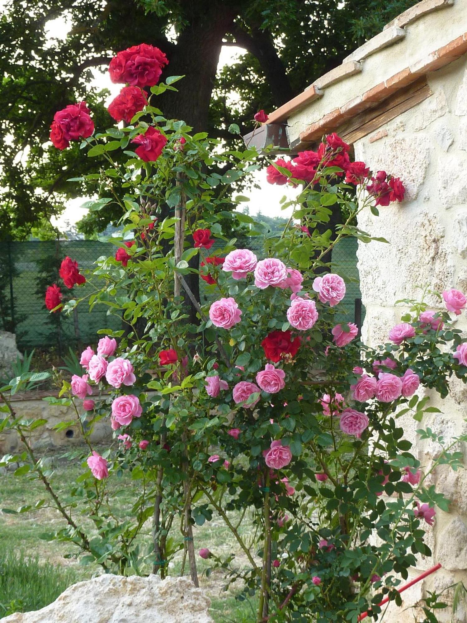 Agriturismo La Segolina Colle Val D'Elsa Ngoại thất bức ảnh