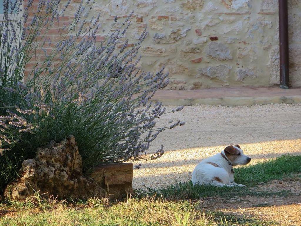 Agriturismo La Segolina Colle Val D'Elsa Ngoại thất bức ảnh